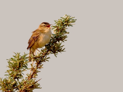 foto genomen bij jaapdeensgat lauwersoog
vanaf statief genomen het was een mooi zonnige dag toen
gr jans.