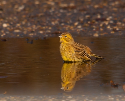 Gisteren heerlijk kunnen genieten van een geelgors, die vrij onverwachts een plasje in dook om zich eens lekker te wassen.