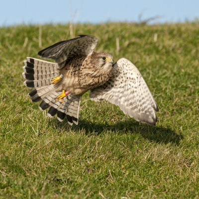 Deze valk vloog plotseling op uit zijn riante zitpositie op de dijk. Kon hem nog net platen voordat hij rechts uit beeld vloog . Heb daarom moeten kiezen voor een vierkante uitsnede.