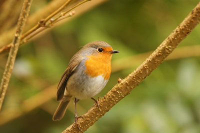 Een vaste bezoeker in de tuin in deze periode en ze ging er nog eens mooi voor zitten, het leuke is het regendruppeltje in het veertje in haar nek.