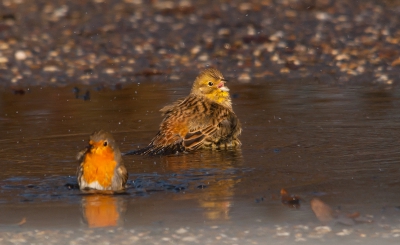 Nog een foto uit mijn serie van de geelgors met het roodborstje aan het ploeteren.