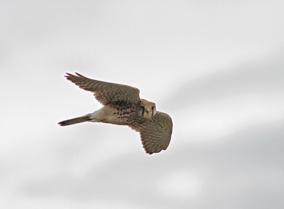 De lange tocht door Zeeland leverde een hoop gelegenheden op om te oefenen op vluchtbeelden. Deze sprak me aan omdat de torenvalk net even opzij kijkt in de lens.