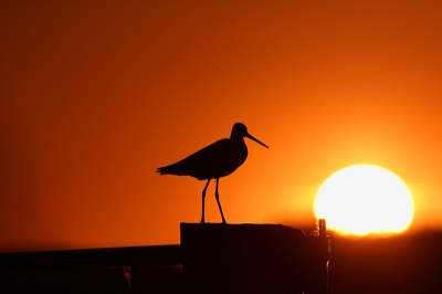 Wij waren een week op de camping in Zeewolde.
Zijn ongeveer iedere avond wel ff naar Arkemheen geweest. Op een avond hadden we een mooie zonsondergang en de grutto ging mooi op de paal zitten en bleef ook zitten wat we ook maar deden. Hadden we ff de tijd om wat foto's te maken.