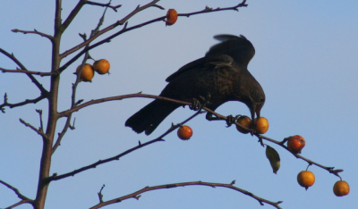 de laatste appeltjes van de boom eten vind het facineerend hoe een vogel bezig is om voedsel te nuttige