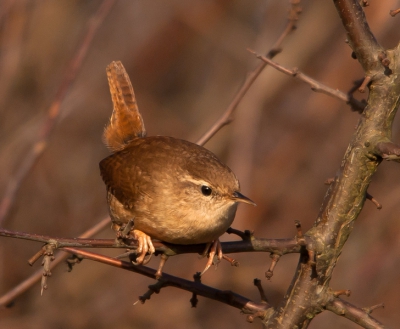 Tijdens het schouwspel van de geelgors en het roodborstje (zie vorige foto's), kwam ook deze nieuwschierige winterkong even kijken wat er allemaal gebeurde.