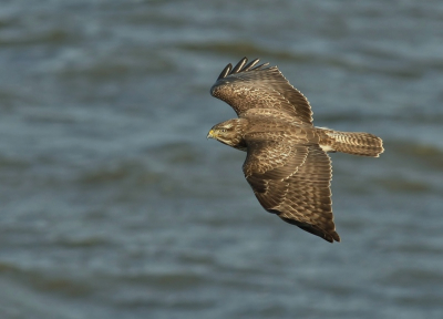 tijdens het inparkeren op de parkeerstrook langs de dijk vloog deze buizerd weg richting het water, vandaar het hoge standpunt