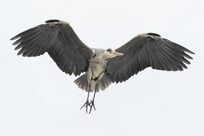 deze reiger kwam recht op mij af,ik kon nog net op tijd bukken.