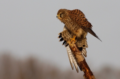 Deze torenvalk zat op zijn gemak zijn veren te poetsen en ondertussen kon ik deze foto maken. Ondanks het tegenlicht toch nog mooi naar voren gekomen.