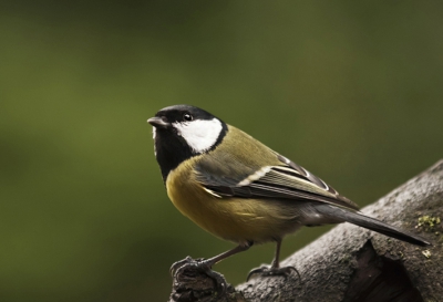 Er komen regelmatig kool en pimpelmezen in de tuin, deze hoorde mij clicken denk ik?? Gr. Hans