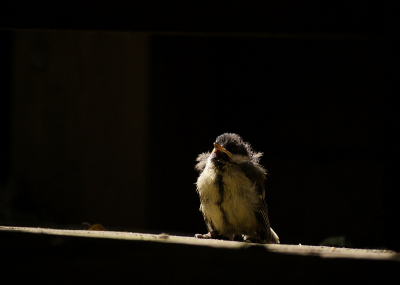 Hier mijn 1e foto op BP. Deze jonge koolmees was net uitgevlogen en zat onder de donkere tuintafel. Een zonnestraal verlichte het jonge meesje. Ben benieuwd wat jullie ervan vinden... 

Gr. Robert Roest