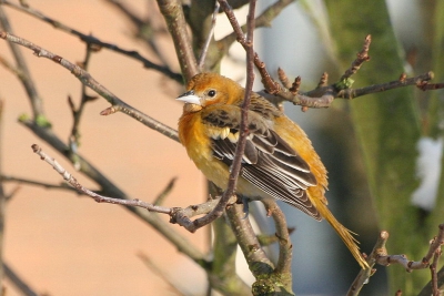 Prachtig vogeltje waar ik wat op tv over hoorde . De volgende dag naar Oudorp gegaan, waar ik meteen een aantal mensen met fototoestellen zag rennen, deze mensen gevolgd en dit is het resultaat.