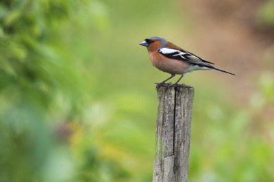 Deze vink ging aan de rand van een boomgaard even pozeren op het paaltje. De achtergrondkleuren in combinatie met de kleuren van de vink maken van de foto een kleurig geheel.