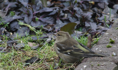van uit het open raam de vogels in de tuin bekeken en wat fotos geschoten en wil graag weten wat jullie er van vinden