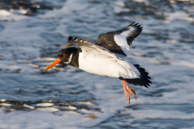 Net toen het hoogwater begon te zakken verzamelden vele vogels zich onderaan de dijk om voedsel te zoeken.