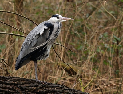 heel even het park in geweest na anderhalve week slecht weer .
en deze blauwe reiger heeft een nieuwe uitkijkpost gevonden,helaas is de hele grote boom waar de kraaien/eksters en halsbandparkieten hun domicilie hadden omgewaaid / afgebroken erg jammer.