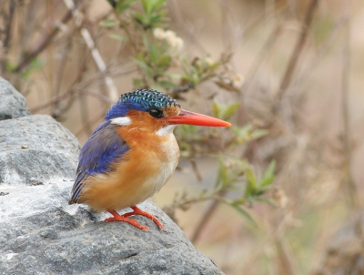 Deze IJsvogel is een stuk kleiner dan "onze" IJsvogel. Het duurde erg lang voordat we er eindelijk 1 vonden en deze was de enige die we op de foto kregen. Foto is van behoorlijke afstand genomen, foto is dus behoorlijk gecropt.