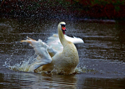 in het park huist een zeer vriendelijke zwaan,doet echt geen vlieg kwaad dat dier.
maar soms is ie bezig met zn poetsbeurt ,en dan komt er me toch en energie en geweld vrij fenomenaal gewoon.
ik vindt het altijd een spektakel om te zien ,en na 10 minuten verandert ie weer in de o zo vriendelijke zwaan .