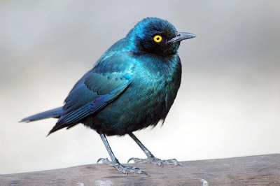 Meer nog dan door de prachtige kleuren, was ik gefascineerd door het oog.