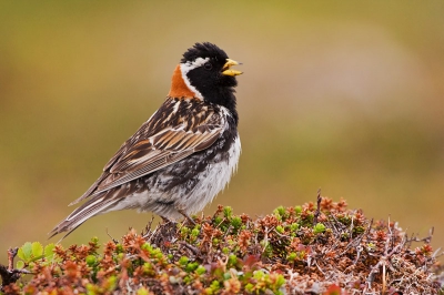 Another close encaunter with one of the most beautiful birds of Finnmark during the field study of Westpalearctic birds organaised by HiNT BirdID.