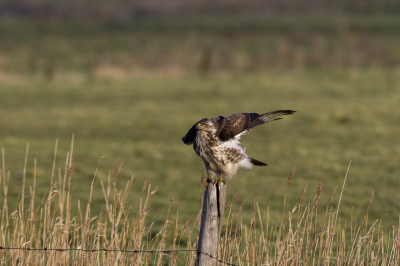 Reactie van een buizerd die schrok van een aankomende velduil die zich buiten beeld bevind.