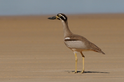 Op het strand van Fraser Island kwam ik deze rare vogel tegen. Een verwant van de bekende Griel.