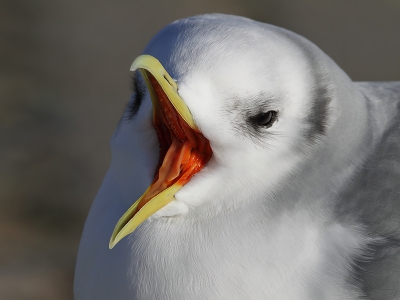 Je moet wat geluk hebben, maar bij het maken van portretten is een dergelijke onverwachte actie natuurlijk meer dan welkom voor de nodige expressie. Heb de foto onlangs gemaakt aan de Friese kust. Ietsje gecropt.

Kijk ook eens op www.birdbeauty.nl