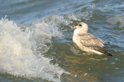 Een tweede upload van de n stormvogel die ik vandaag aantrof. Hier ziet hioj er in elk geval beter uit dan op de vorige foto, hoewel ook niet echt florisant.