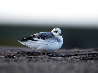 ontzettend veel wind en waterstuif op de pier ,erg moeilijk om wat fatsoenlijks op de foto te krijgen .
deze franjepoot kwam even uitrusten ,maar natuurlijk niet echt ideale positie .
maar je hebt niks te kiezen bij die kleine ukkies dus we doen het er maar mee.