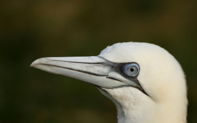 Met de storm van afgelopen vrijdag zijn er ook veel vogels uit de koers en in de problemen geraakt. Deze J.V.G zat achter het hekwerk tegen de dijk bij lauwersoog, enkele foto,s kunnen maken tussen de planken door.Toen ik me verplaatste vloog de J.V.G. op en ging over de dijk richting waddenzee.