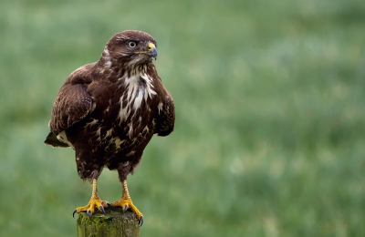 Op een grauwe dag toch maar een rondje gereden en ondanks het slechte licht toch nog deze prachtige buizerd kunnen platen