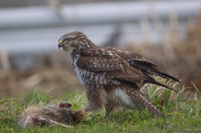 Ik had het geluk dat ik bijna naast deze hongerige buizerd kon fotograferen. Zijn Prooi was blijkbaar belangrijker.