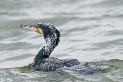 Ook deze jagers in grote getale aanwezig.Deze vind ik leuk om zijn voorjaarsvacht en het water wat zijn lichaam grotendeels bedekt.