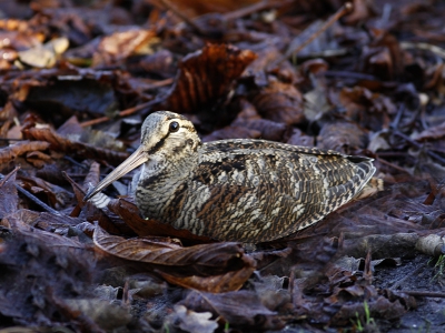 Ik hoorde wat zangvogels alarmeren zoals ze dat ook bij roofvogels doen. En zag deze houtsnip neerdalen in een tuin vlak bij ons huis. Ekster en kauwen gaven aan waar hij zat. Snel naar huis gegaan en m'n spullen gepakt en en passant ook m'n weinig gebruikte  400 mm meegenomen. Eerst een plaatje gescoten vanaf de achterzijde van het huis en daarna omgelopen en aangebeld. Er was niemand thuis, toen maar stiekem even door de poort gelopen en na verwisselen van het objectief uit de hand deze opname gemaakt.