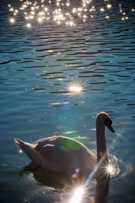 The pic was taken  in direction of the sun which gave interesting effect incombination with undulating water. 
f/25
1/500 sec
ISO 800