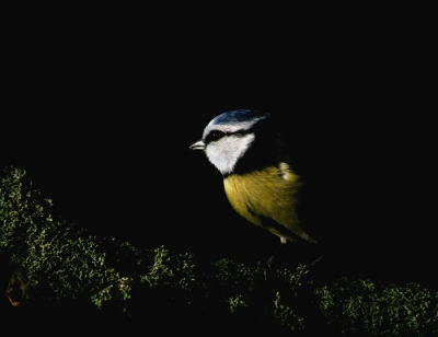 In de achtertuin van opa en oma opstellinkje gemaakt. toen fotograferen. opeens ging de zon heel hard schijnen en was het licht heel fel. ik heb hem toen flink onderbelicht en het resultaat was dat de achterkant van het meesje wegviel in de achtergrond.
ik vind dit een heel mooi effect hebben, zeker omdat het niet door bewerking komt!