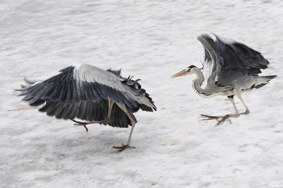 twee vechtende reigers en dat alleen maar om een beetje eten.
ze gingen goed los.