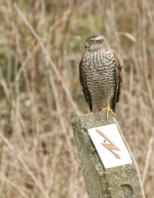 Deze toch al alom gerespecteerde vogel dacht er nog even een schepje bovenop te doen.