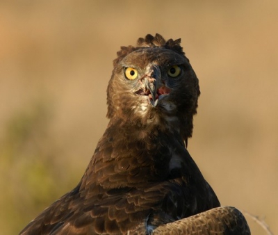 Deze bruine slangenarend zat zo dichtbij de weg op een boomstam dat het mogelijk was om een close up te maken.