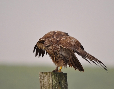 deze buizerd staat in de starthouding om het ruime sop te kiezen.was mooi helder weer  vanuit de auto op een zakkie.