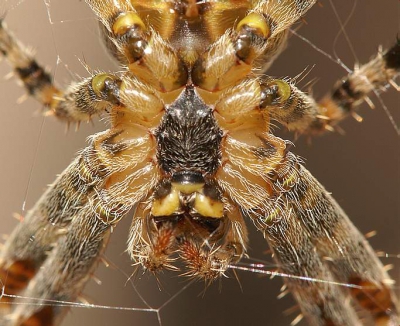 Ik zat op het terras in onze tuin, toen ik deze kruisspin naast me zag zitten in z'n web.
Ik heb er een tijd naar zitten kijken en toen een close up van z'n kaken gemaakt.

Konica Minolta Dynax 7D + Tamron 180 mm macrolens