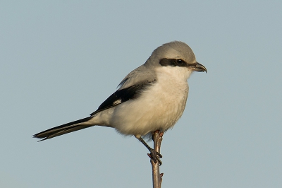 Deze foto van de Klapekster kwam ik mijn fotobestanden nog tegen. Destijds niet laten zien, omdat ik diverse andere foto heb geupload. Naar mijn gevoel is deze ook nog wel de moeite waard om te delen. Hier zat hij lekker takje vrij in een top van een boompje.