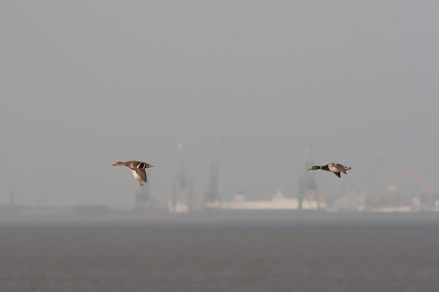 Het was in Nederland een mooie zonnige dag. Lopend op de dijk in Nieuwstatenzijl met uitzicht op de Dollard heb ik deze foto uit de hand geschoten. Duitsland in de achtergrond was bewolkt terwijl aan de nederlandse kant de zon volop scheen. Dat leverde dit plaatje op.

http://www.van-beilen.nl