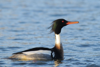 In de haven zwom een groep van zes vogels. De belichting van de mannen was best lastig. Deze foto uitgekozen ivm 
met de statige houding en het feit dat hier goed is te zien waarom deze soort de naam zaagbek aan te danken heeft.