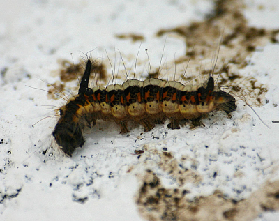 Deze rups of larve zar op een fris geverfd betonnen paaltje in mijn straat.
Ik heb hem op het internet nog niet kunnen vinden (alleen 1x zonder naam)
Wie weet wat het is?