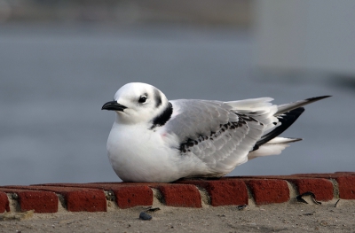 heerlijk dagje gehad ,weinig wind en veeeeeeel meeuwtjes .
slechts 1 dwergje maar wel 15 zo niet meer drieteentjes mi adult/eerste winter.
deze was echt een goedzak onder de meeuwen .
bleef rustig poseren vondt alles wel best .
(niets mee aan de hand kerngezond beestje ,verjoeg met gemak ff de adults voor zn plekje ).