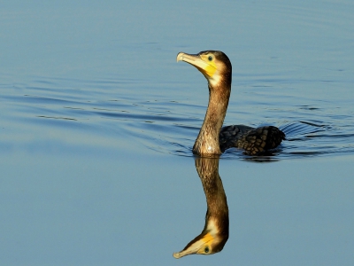 Terwijl we wachten op de Ijsvogel zwom langzaam in spiegelbeeld deze Aalscholver voorbij, hier enige opname,s van gemaakt waarvan dit er een is.