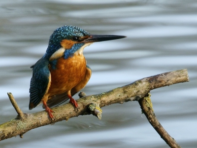 pas mijn eerste ijsvogel geplaatst en nu al weer de tweede. vogel zit in aparte houding een beetje van boveraf genomen. vanuit een vaste schuilhut in een eendekooi.