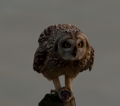 Ook ik vandaag maar eens richting Zeeland voor mijn eerste ontmoeting met de velduil, ja hoor ik mocht ook het geluk hebben.
Het was al laat in de middag, toen hij met prooi op het paaltje ging zitten en hem goed bewaakte.