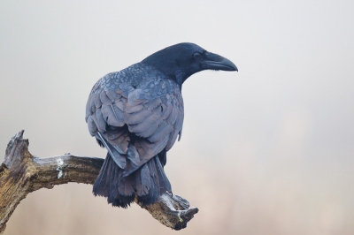 Op een wat mistige dag, in Noord-Oost Dld, vanuit een schuilhut. Raven en zee-arenden kwamen op neergelegd aas af. Een tripje via Han Bouwmeester.