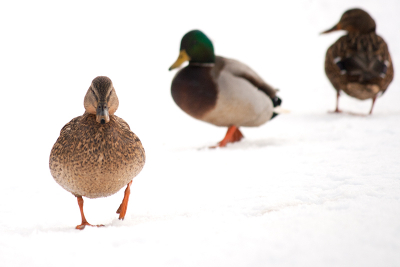 Nog een plaatje van de wilde eend van winter vorig jaar. Een iets rustiger plaatje dan de vorige. Ben benieuwd wat iedereen er van vindt.